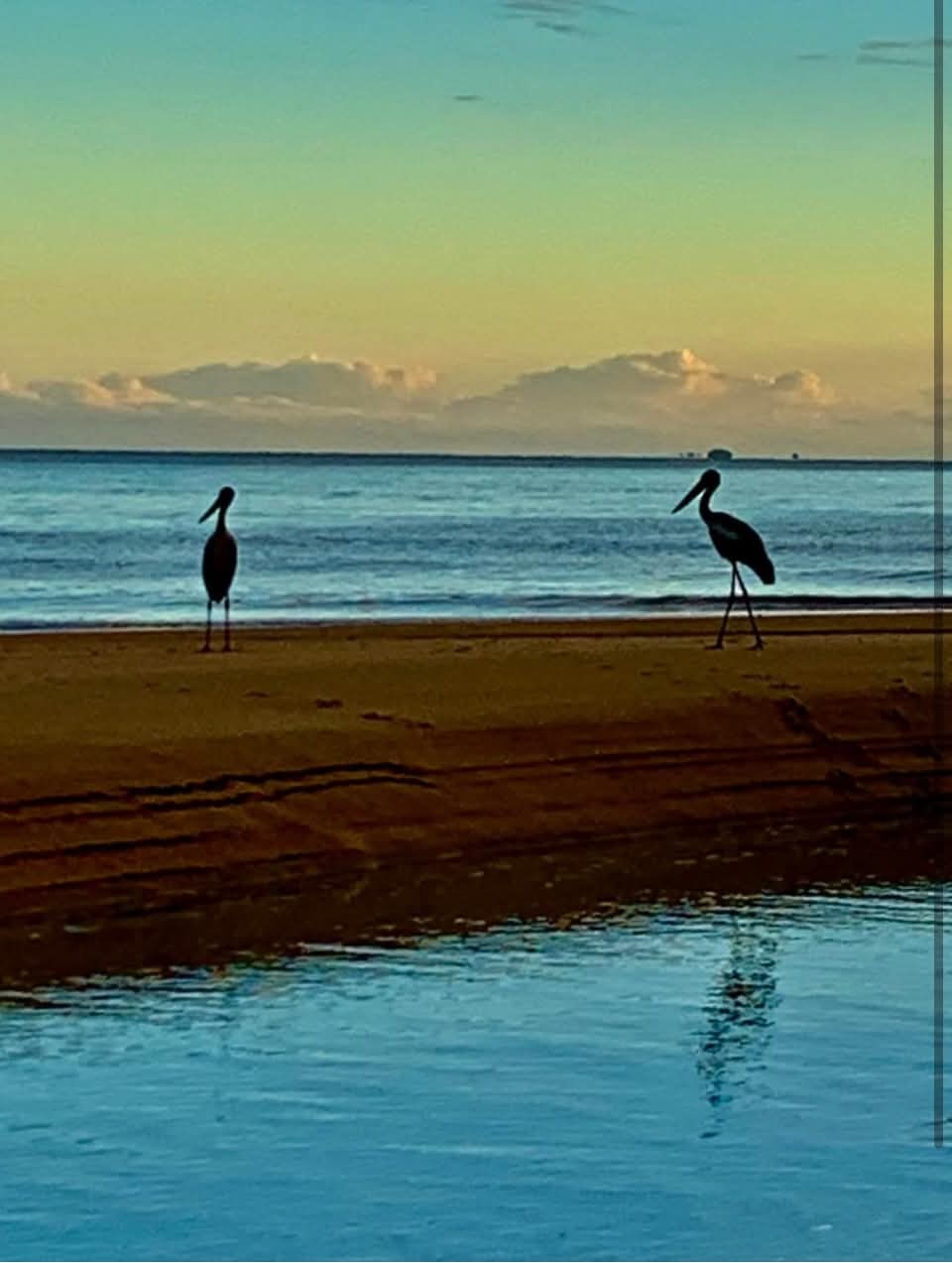 Two jabiru on the sand at sunset with the Coral Sea behind