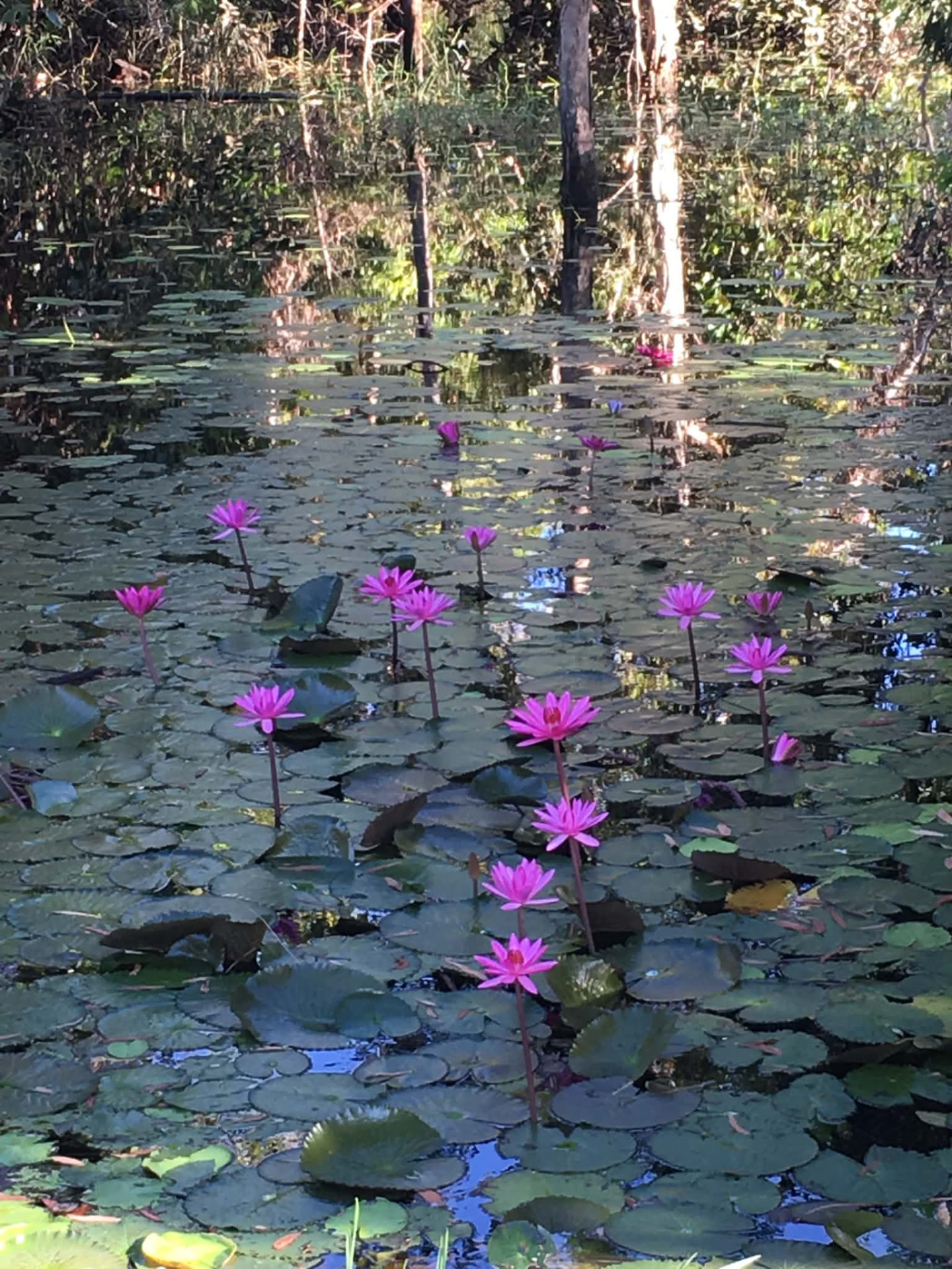 Pink water lilies blooming on a lily pond