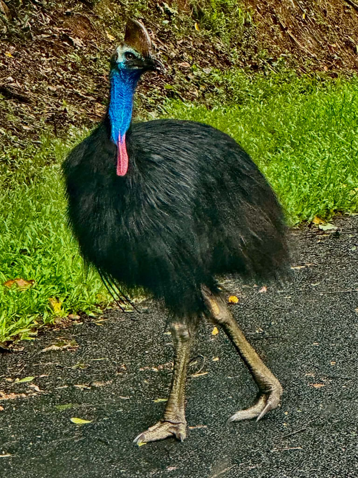 Southern cassowary with vivid blue neck and red wattles