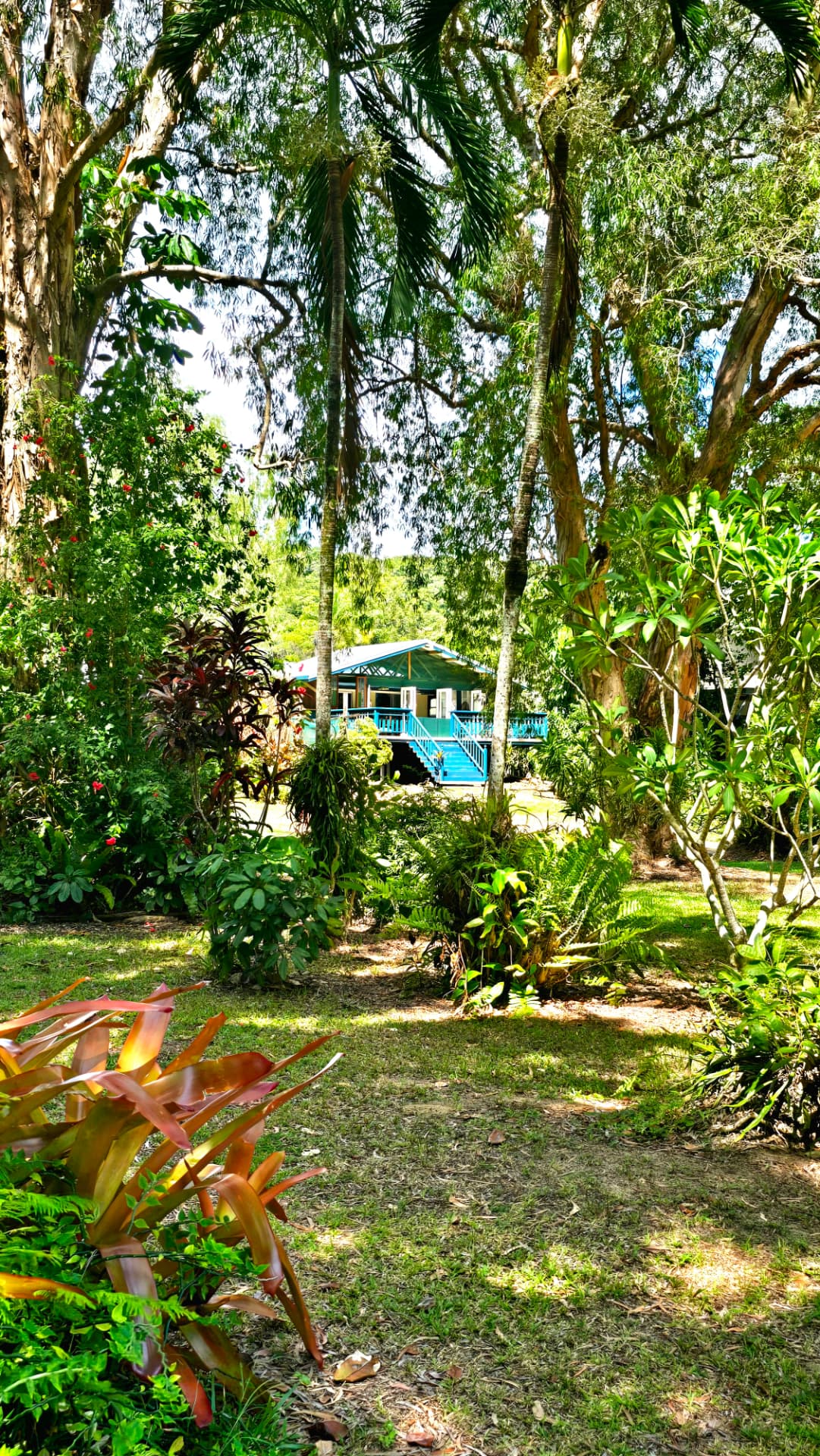Lush palm gardens surrounding the house